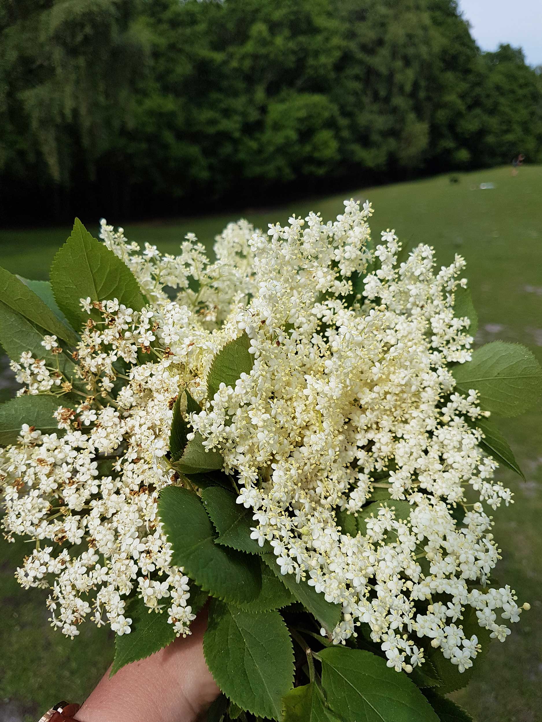30dayswild 30dayswild